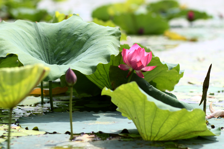 Hạt giống hoa, hoa treo, dạ yến thảo, hoa treo ban công, hạt giống hoa oải hương, bán hạt giống hoa oải hương, hat giong hoa oai huong, hạt giống  chất lượng cao, hat giong hoa , hat giong hoa chat luong cao, hoa trong tham, hoa trong chau,giong hoa, thiết kế hồ cá Koi, thi công hồ cá Koi, thiet ke ho ca Koi, thi cong ho ca Koi.